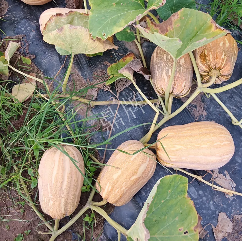 襄陽(yáng)農(nóng)民“押寶”押對(duì)了，這個(gè)品種幫他賺了2倍錢