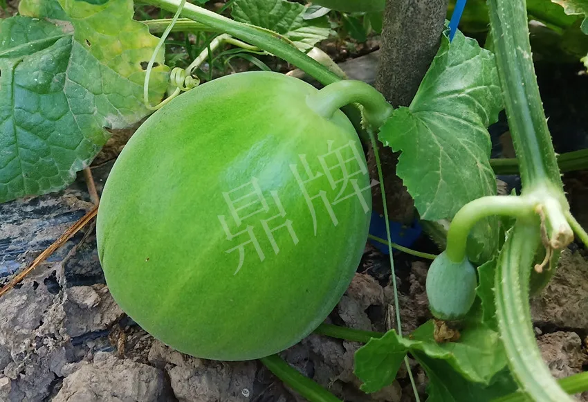 婁底瓜農(nóng)純賺50萬(wàn)，我這個(gè)“張大膽”榮光了一把