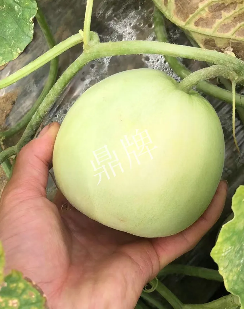 郴州農(nóng)戶種植新品種，果實(shí)又香又甜，很好賣(mài)