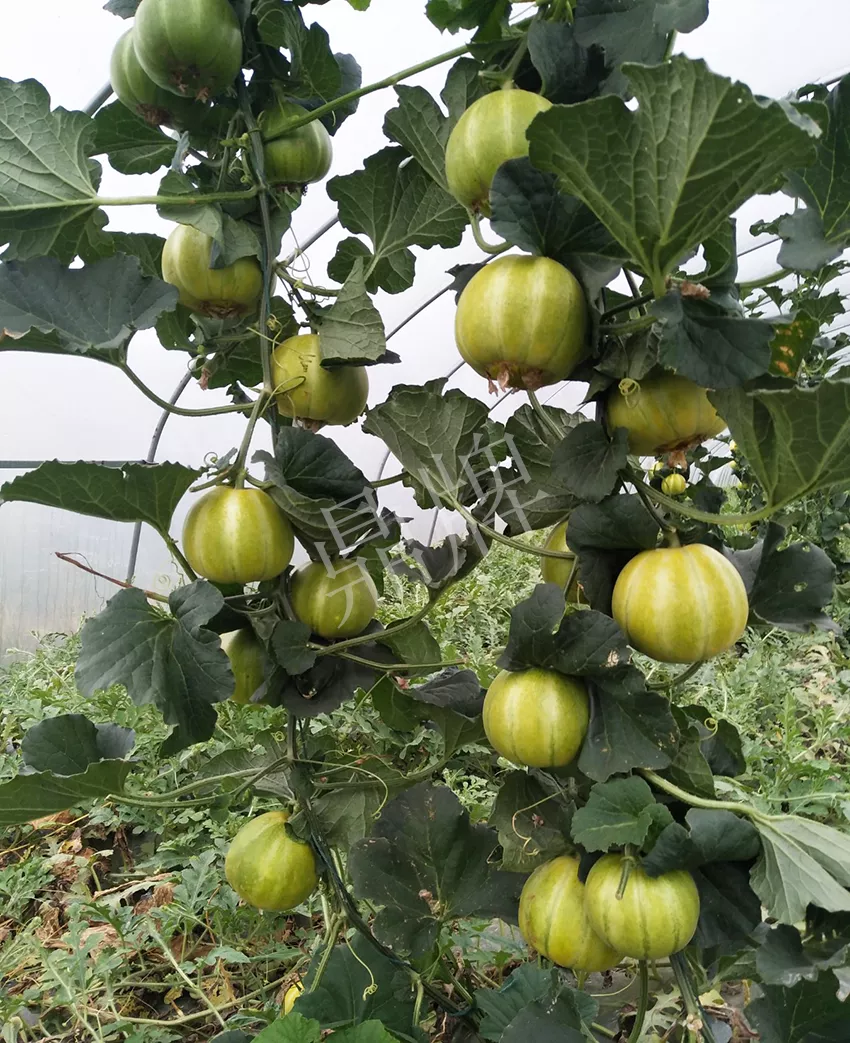 一株坐果15個(gè)，6元1斤，好賣(mài)得很