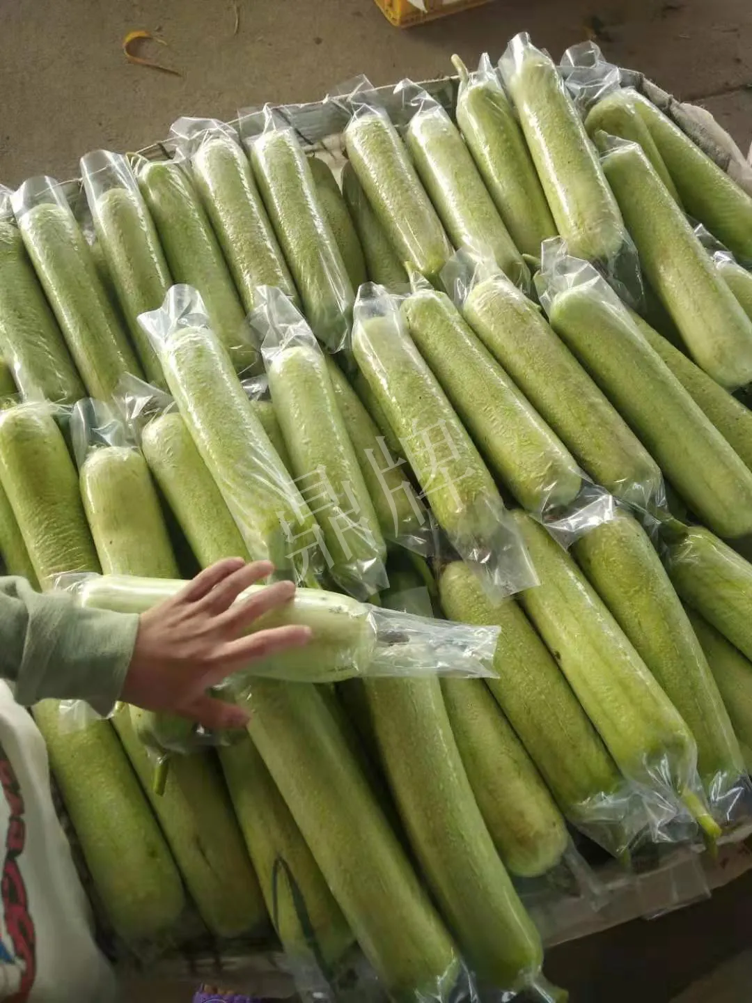 這個(gè)絲瓜每畝能掙3萬(wàn)，沒(méi)種植的農(nóng)戶后悔得拍大腿