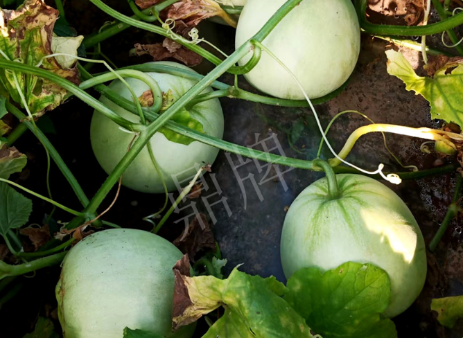 蔬菜種子種植戶客戶點評-種植這個品種，謹防小偷?。?！