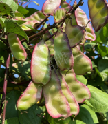 蔬菜種子種植戶客戶點(diǎn)評(píng)-價(jià)格好得讓種植者笑咪咪的，這個(gè)神奇的品種在霜降后還是串串結(jié)莢！