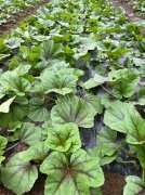 蔬菜種子種植戶客戶點(diǎn)評(píng)-第一次種植這種菜，現(xiàn)在可以上市了，大家?guī)臀医ㄗh一下，能賣(mài)個(gè)什么價(jià)格？