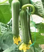 蔬菜種子種植戶客戶點(diǎn)評-這瓜，太美了！太美了！但我這個(gè)老菜農(nóng)……唉！