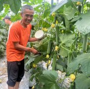 蔬菜種子種植戶客戶點(diǎn)評-干農(nóng)業(yè)，有喜悅嗎？有的，請看！