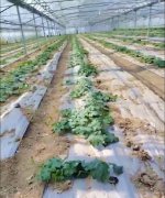 蔬菜種子種植戶客戶點(diǎn)評-三倍體絲瓜到底是斷頭好？還是不斷頭好？看看這位老板的做法……