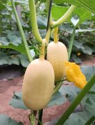 蔬菜種子種植戶客戶點(diǎn)評-瓜菜價(jià)格不好，太卷了！看一位種植大戶穩(wěn)穩(wěn)賺錢的經(jīng)驗(yàn)…