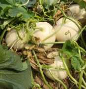 蔬菜種子種植戶客戶點(diǎn)評-我種植的這個(gè)品種，稱得上“白馬王子”，與大家分享！