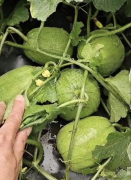 蔬菜種子種植戶客戶點(diǎn)評-瓜商喜歡、消費(fèi)者喜歡，這個(gè)品種就好銷售！