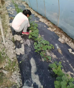 蔬菜種子種植戶客戶點(diǎn)評-我想要一個(gè)抗高溫又品質(zhì)優(yōu)良的甜瓜品種，終于找到了！