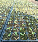 蔬菜種子種植戶客戶點(diǎn)評-高溫+病毒，雙重暴擊！今年種植這個(gè)品種能賺錢嗎？